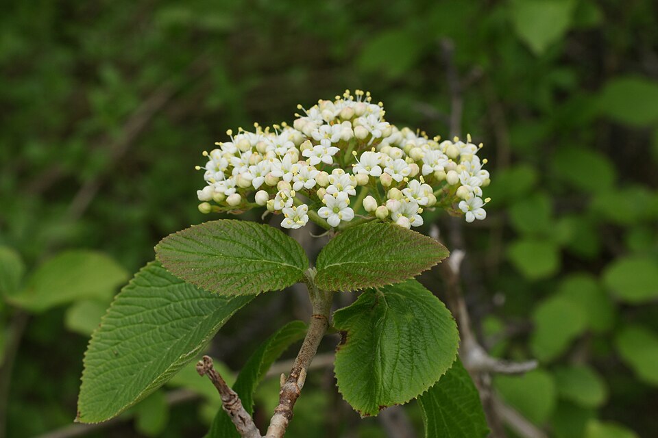 Wolliger Schneeball (Viburnum lantana) – Produktbild, heimische Wildpflanze, Gehölze, naturnaher Garten